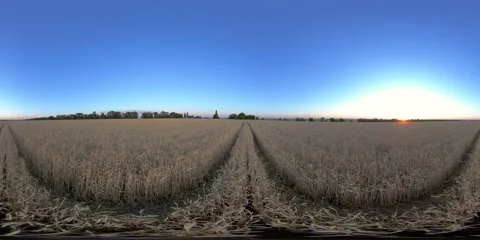 5K 360 VR Virtual Reality Wheat Fields Video stock 135356372
