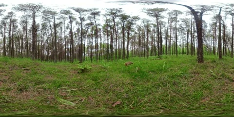 5k 360VR steady video of fox in Losiny Ostrov National Park Vídeo Stock 130345882