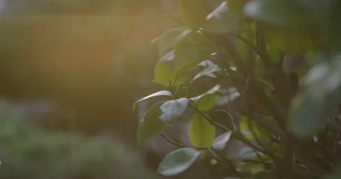 5K CLOSE UP OF LEAF IN NATURE DURING GOLDEN HOUR Stock Footage 136530055