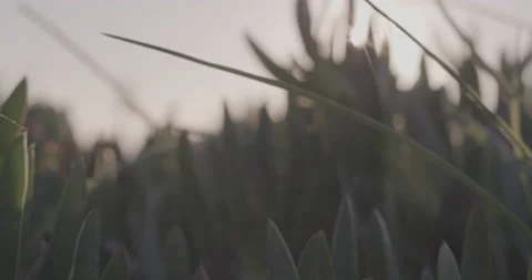 5K Close up of tall grass leafs in field during shiny sunset in summer time Stock Footage 160814114
