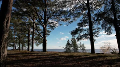 5K Drone flying ahead through the pine trees on the coastline of the sea. Stock Footage 163699976