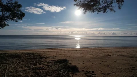 5K Drone flying ahead through the pine trees on the coastline of the sea. Stock Footage 163700132