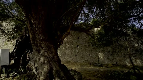 5k HDR Corfu Greece Tree next to Electro Box in Fortress 10Bit Stock Footage 200956407