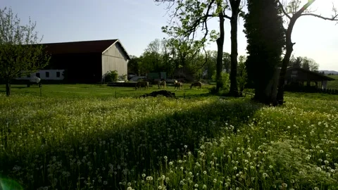 5k HDR over Spring Meadow of curios Haflinger Horses walking around 10Bit Stock Footage 198740675
