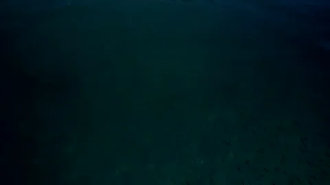 5k HDR Paxos Greece tiny Fish to Tourist Ship 10Bit Video stock 198954681