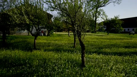 5k HDR rotating around small Trees on Spring Meadow 10Bit Stock Footage 198531522