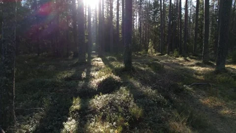 5K Morning in a sunny magic forest, powerful trees, deep colors. Stock Footage 163697205