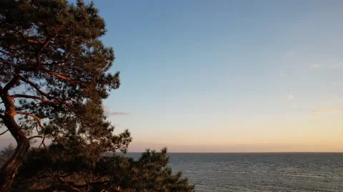 5K Pine tree on the seashore at sunset. Stock Footage 162853469