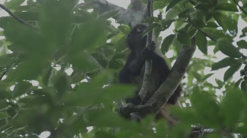 5K Spider Monkey baby in the canopy in Jungle in Guatemala Video stock 160981592