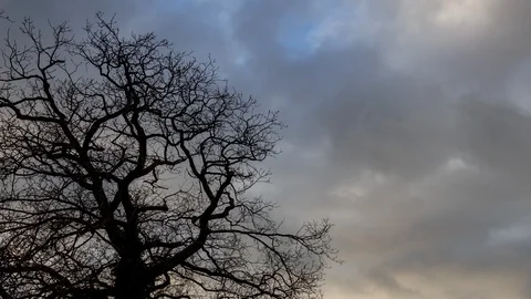 5k time lapse of storm clouds behind a large oak tree Stock Footage 105262809