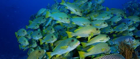 5Kws 0315S0 Video stock 97164594