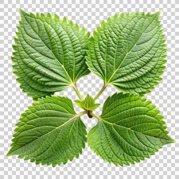 5perilla-leaf-isolated-on-white-background Stock Photos