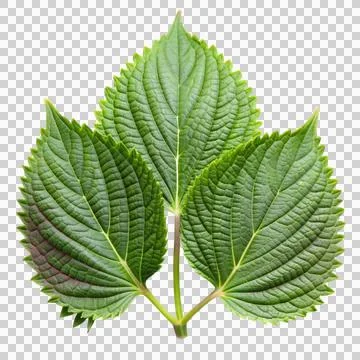 5perilla-leaf-isolated-on-white-background (1) Stock Photos