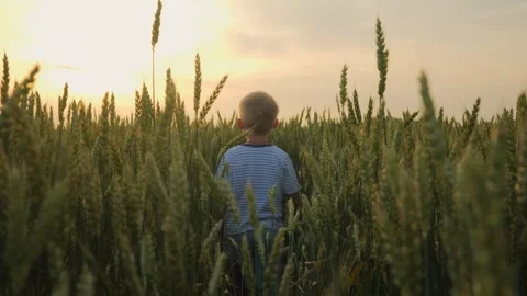 A 5s child walks through a wheat field during sunset in a very beautiful light Stock Footage 256884252
