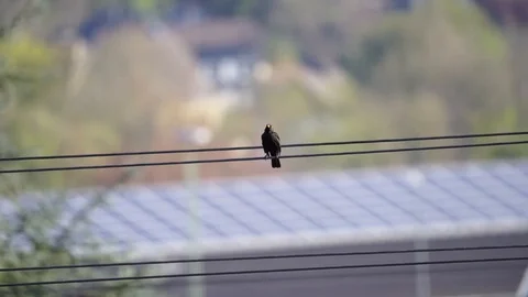 5x slow motion of a bird Stock Footage 118236498