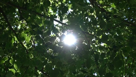 5x slow motion Handheld shot sunshine through green leaves Video stock 118232965