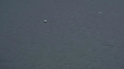 5x slow motion Handheld shot of a seagull gliding in the Iceland coast wind Stock Footage 118244772