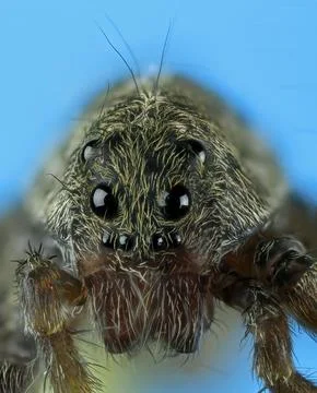 5x super macro view of the head with eyes of a wolf spider, lycosa tarantul.. Photos