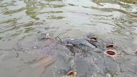 5Z video002 Stock Footage 131270614