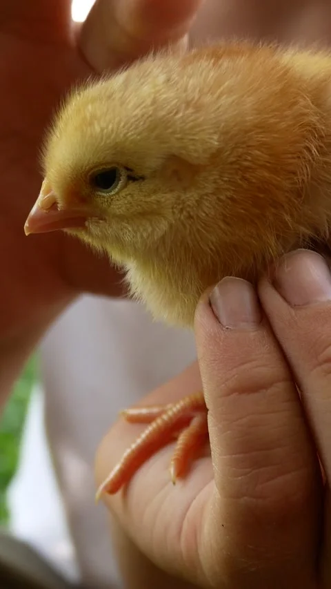 A 6-7 year old boy is holding and stroking a small chicken. Stock Footage 317849335