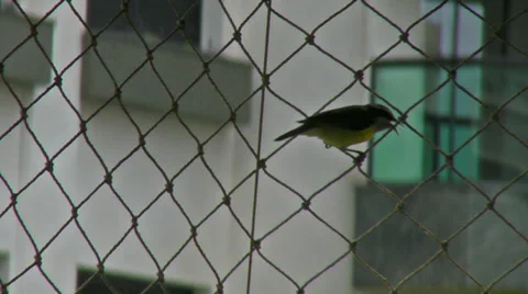 6. Bananaquit Stock-Footage 31955340