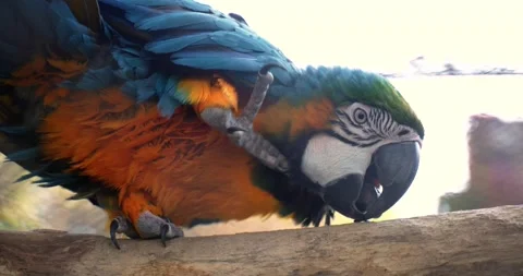 6 a beautiful large macaw parrot with blue-orange feathers and a large sharp Video stock 189489975