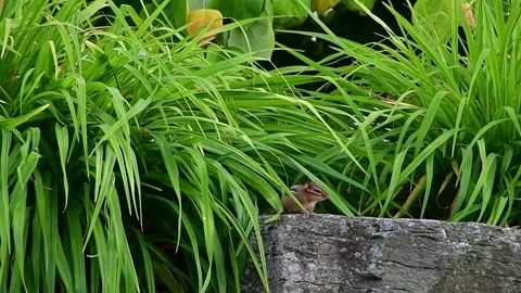 6 Chipmunk resting on rock Stock Footage 243383036