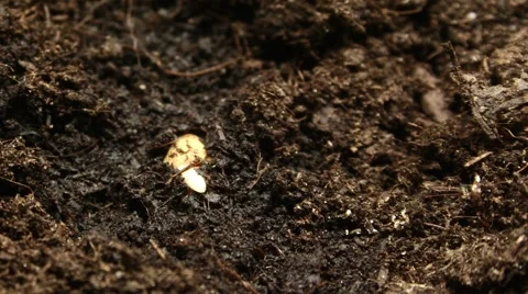 6 day TIME LAPSE : Bean seed germination Video stock 58987956