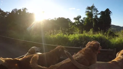 6 Dogs go to the beach on the back of a truck - 4K Stock Footage 96340708