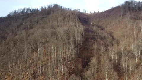 6- Drone shot with forest at sunset Видео 265887832