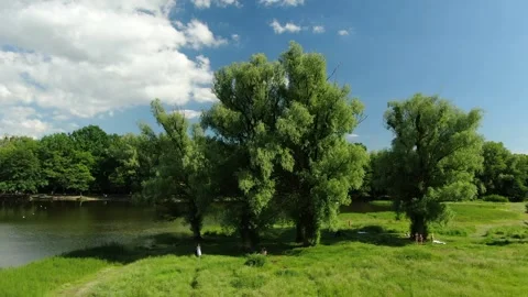 6 flying a copter around trees, willows on a lake Stock Footage 265236765