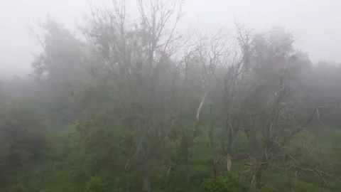 6 flying over the forest in the summer in the fog, old trees Video stock 266944416