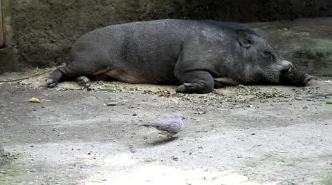 6 Stock Footage 10833343