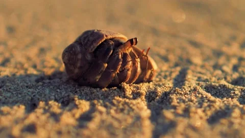 6. Hermit crab walking on the sand Video stock 210070547