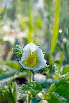6 Magic dew on a spring flower with nice bokeh Stock Photos