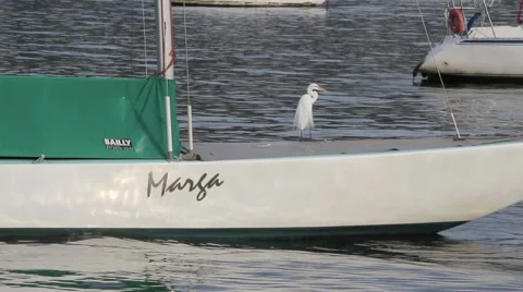 6 metre boat with egret on it Stock Footage 59442784