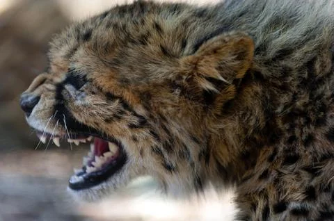 A 6-month-old cheetah (Acinonyx jubatus), young animal, predator, big cat Stock Photos