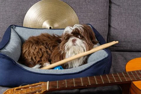 6 month old shih tzu puppy sitting on his bed and facing the camera surrounde Stock Photos
