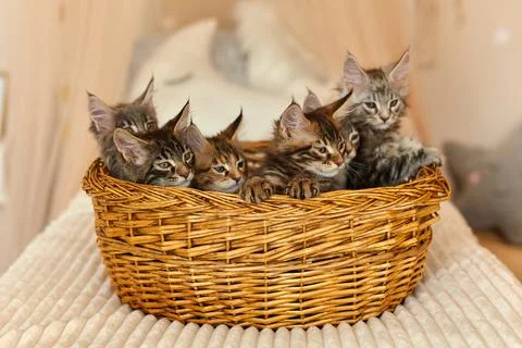 6 multi-colored charming Maine Coon kittens 2 months old Stock Photos