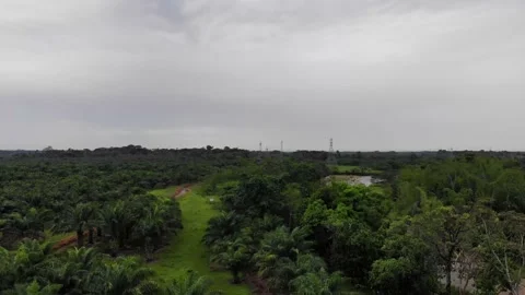 6 PLAMAS Stock Footage 136203822