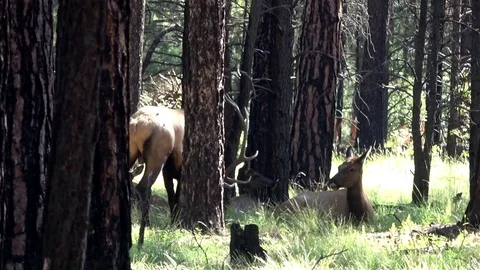 6 Point Bull With Bedded Cow In The Pines Stock Footage