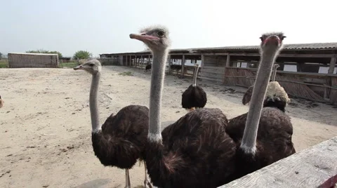 6 QT6 HD Stock Footage 955232