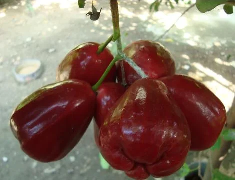 6 rose aple  스톡 사진