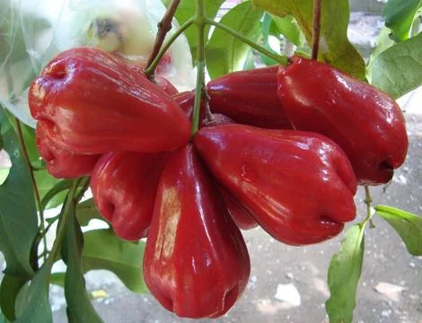6 rose aple  Stock Photos