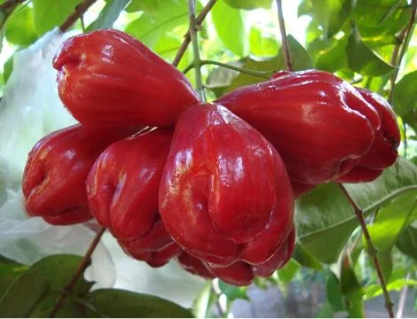 6 rose aple  Stock Photos