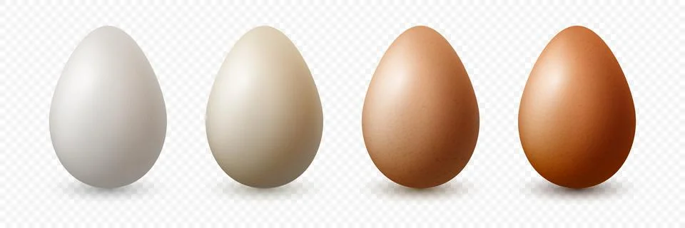 6 Six Vector 3d Realistic White, Brown Chicken Eggs in Opened Carton Paper Box Stock Illustration