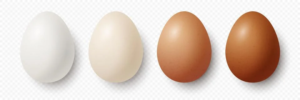6 Six Vector 3d Realistic White, Brown Chicken Eggs in Opened Carton Paper Box Stock Illustration