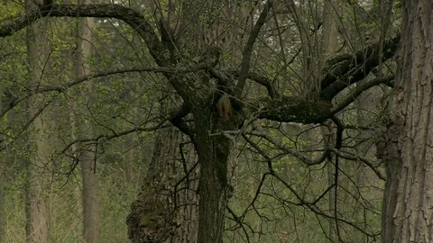 6-squirrel on a tree 库存影片 126629801