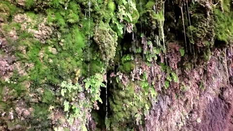 6 streams of water flowing down the wall, overgrown rock, waterfall Stock Footage 267417071