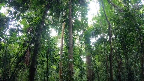 6 Thick Jungle Rainforest Rain Forest Darien National Park Panama Video stock 129523464